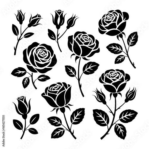Black rose blooms and buds roses flower