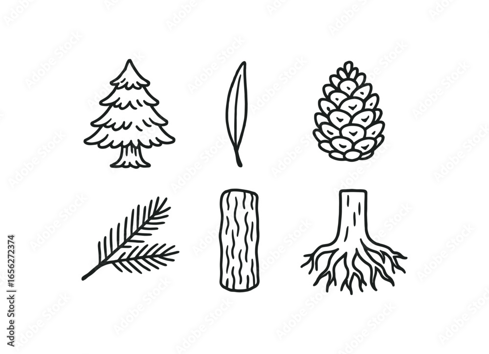 Obraz premium hand drawn cute doodle ink line art style line monochrome monochrome isolated on white background cedar tree (features): needle cone bark branch root trunk