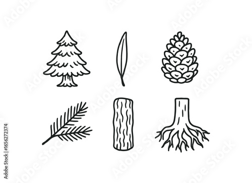 hand drawn cute doodle ink line art style line monochrome monochrome isolated on white background cedar tree (features): needle cone bark branch root trunk