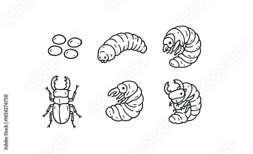 hand drawn cute doodle ink line art style line monochrome monochrome isolated on white background stag beetle pupa (stages): egg larva pupa adult molting emerging