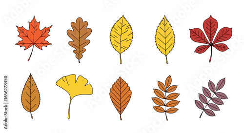 Diverse Autumn Leaf Collection: A Vector Illustration for Seasonal Designs, Educational Materials, and Fall-Themed Creative Projects that evoke a sense of natural beauty.