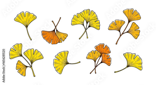 Ginkgo Biloba Leaves Illustration in Autumn Colors for Botanical Studies, Ornamental Design, and Natural Product Packaging Enhancement