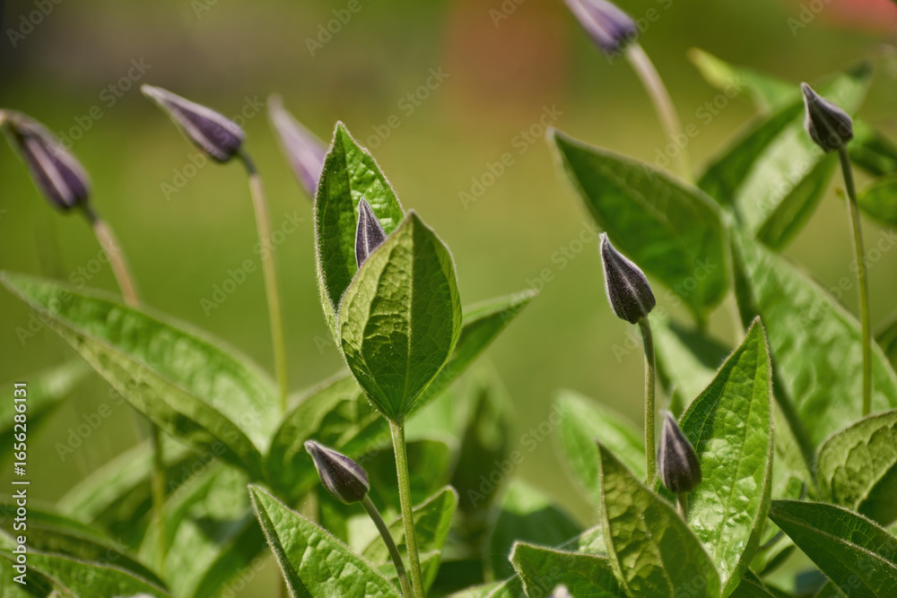 Obraz premium buds, clematis unifolia, in spring in the garden.