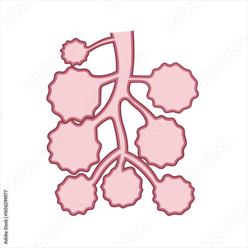 Cow Udder Alveoli Milk Producing Glands Anatomy Illustration