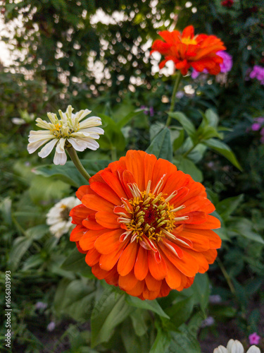 A bright orange flower in the middle of a garden
