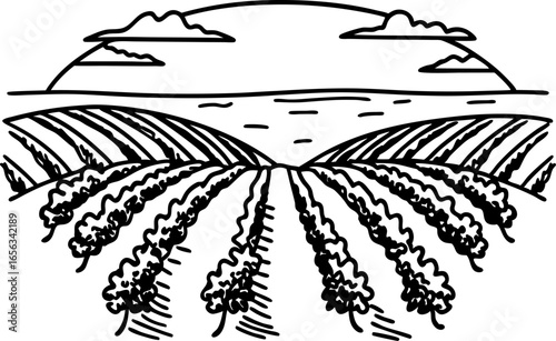 Vineyard landscape illustration with cultivated fields and rolling hills agriculture, rural farmland scene drawing