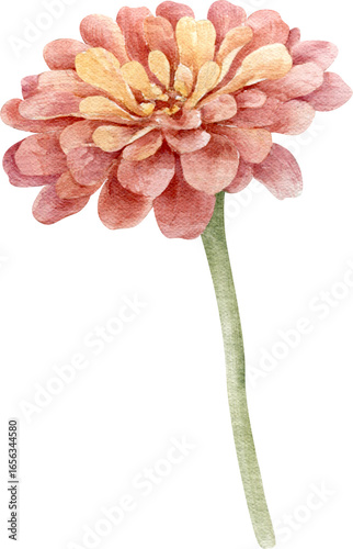 Watercolor Illustration of a Red Zinnia Flower