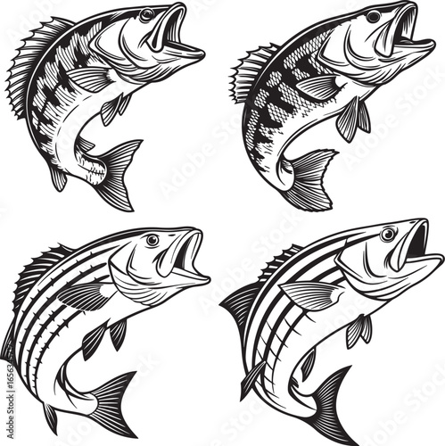 The image shows four stylized drawings of fish, possibly bass, in a grid layout.
