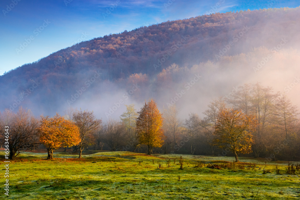 Fototapeta premium morning fog in autumn landscape with forest on the hill. empty grassy pasture in rural scene in carpathian mountains under clear blue sky. scenic view encourages to travel ukraine