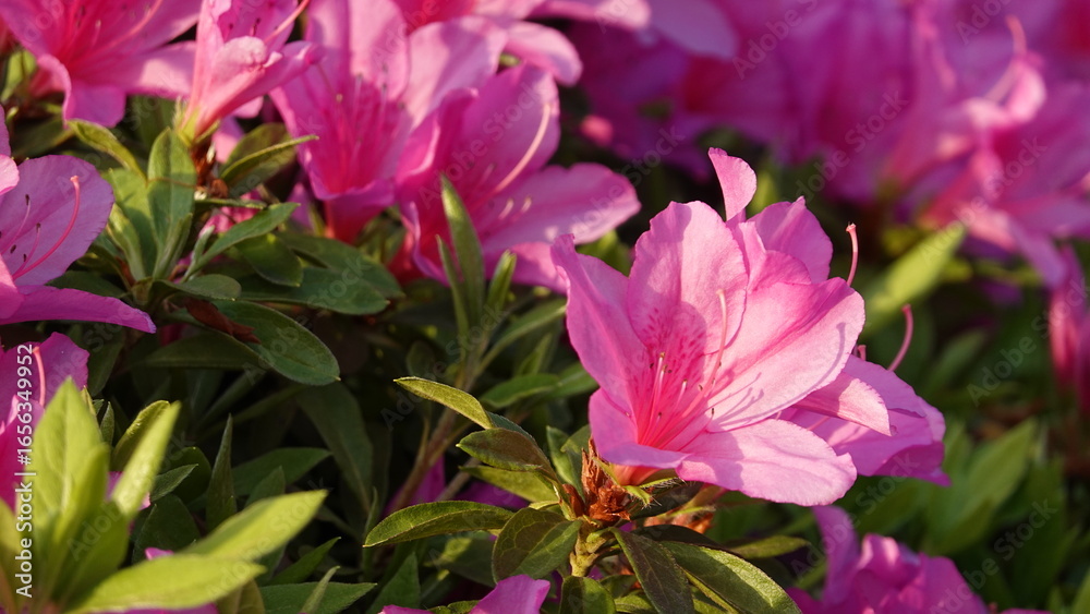 たくさんのツツジの花 たくさんのツツジの花