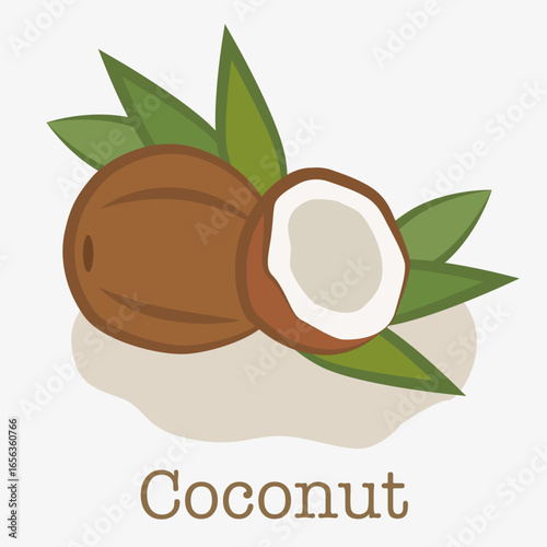 Illustration of a coconut. Illustration of a whole coconut fruit and a cut half with white flesh.
