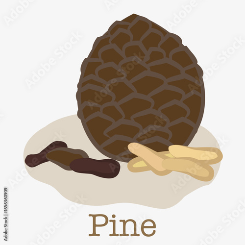 Pine nut, pine nut illustration. Illustration of small light seeds from pine cones.