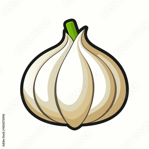 Fresh Garlic Bulb.  Cooking Ingredient.  Culinary Spice