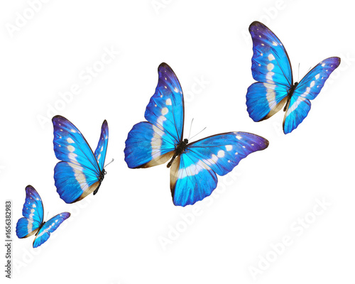 Blue butterflies flying on white background. PNG File