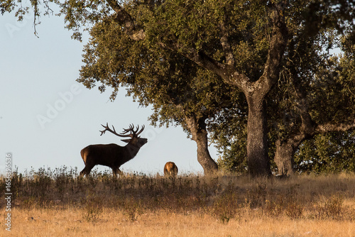 herd of deer