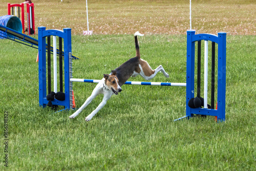 Outdoor action shot of a medium sized dog jumping over a hurdle in a dog agility course.