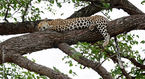 Female leopard sleeping in a tree