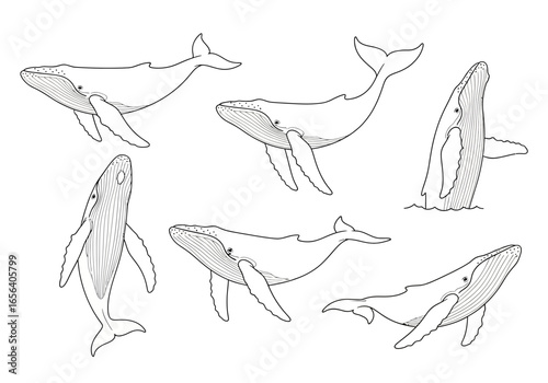 Six line art drawings of humpback whales in various poses, swimming and breaching, isolated on a white background.