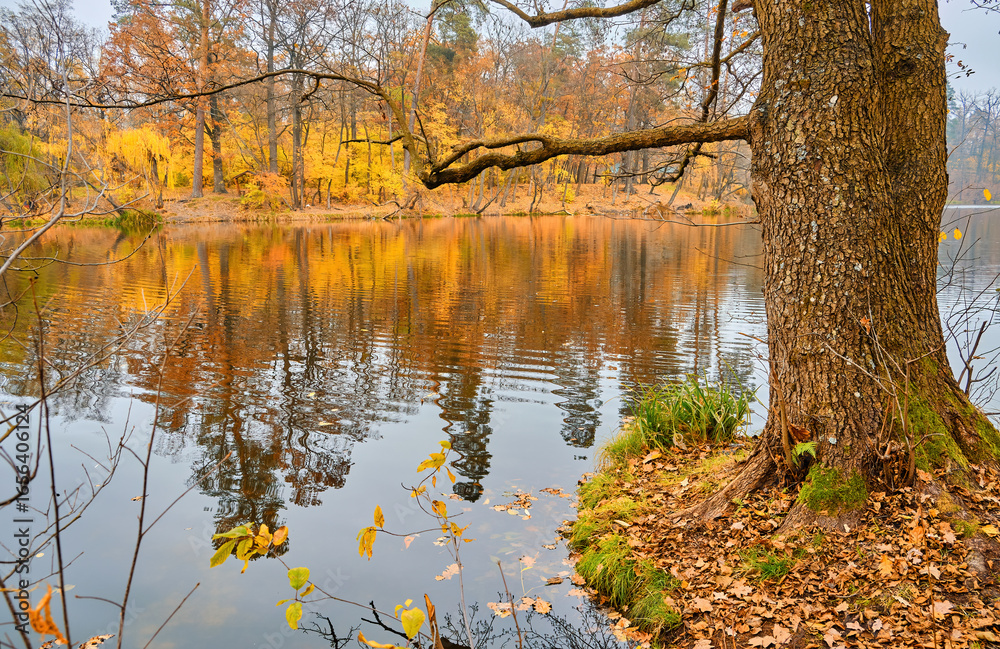 Obraz premium Autumn Lakeside Scene with Large Tree