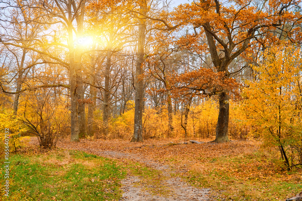 Fototapeta premium Winding Path in an Autumn Oak Forest