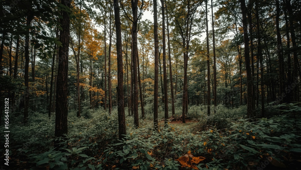 Fototapeta premium Dense forest canopy with tall trees and undergrowth.