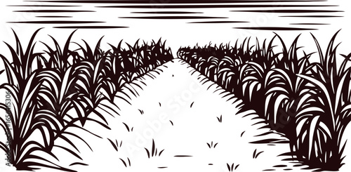 Hand drawn vintage corn field sketch with rows of tall plants and path under cloudy sky