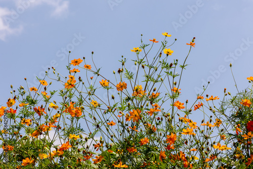 field of flowers blue sky