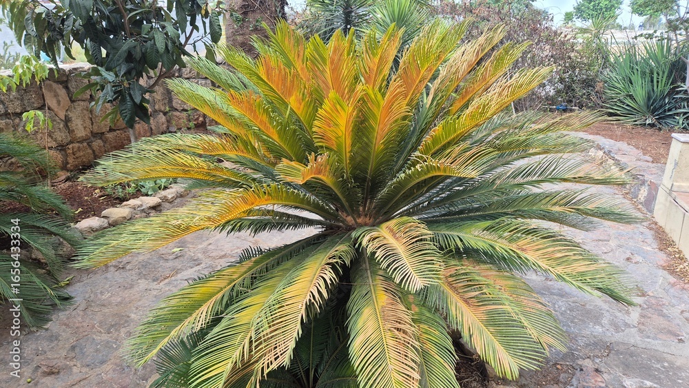 Fototapeta premium a cycas plant whose branches are damaged by heat or are burnt