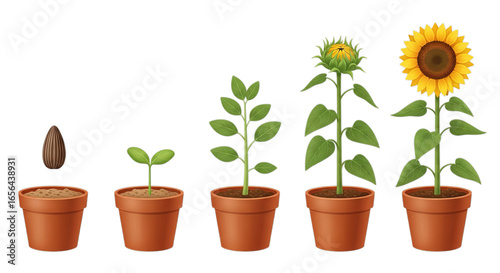 Sunflower growth stages from seed to blooming flower in pots, illustrating plant development.