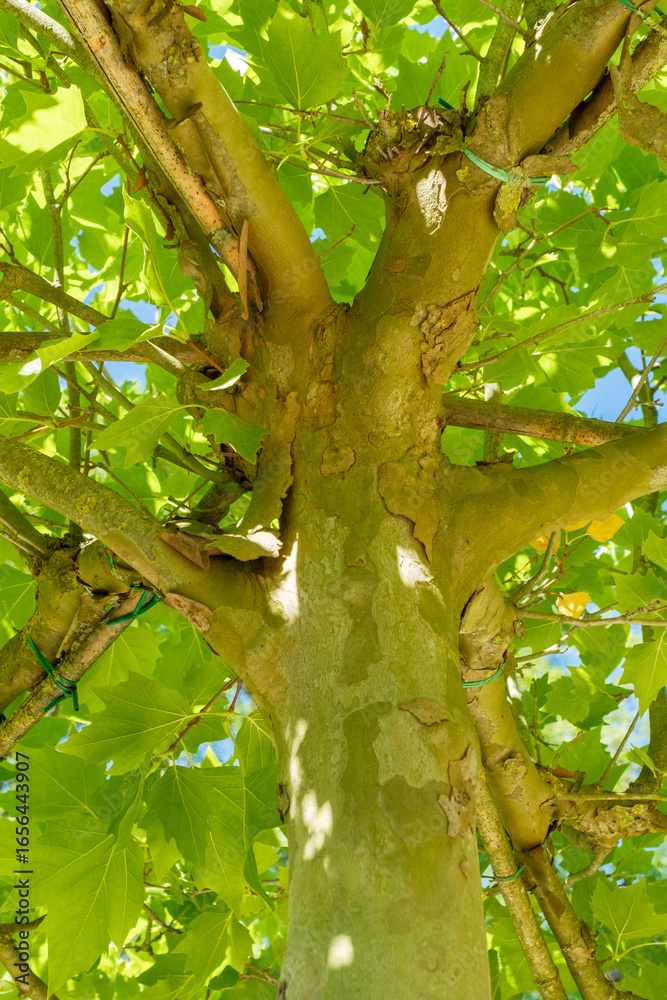 Fototapeta premium Platanus hispanica Platane Dachform Kronenansatz