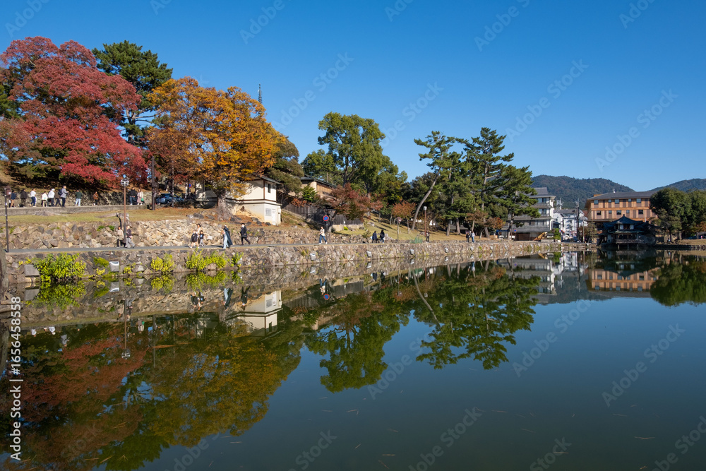 Fototapeta premium 奈良、奈良公園、紅葉、五重塔、歷史名勝、水、池塘、木、綠色、青空、秋、絶景、写真素材