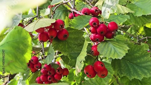Hawthorn with red fruit, Crataegus monogyna, . Natural beautiful background Branch of common hawthorn with berries