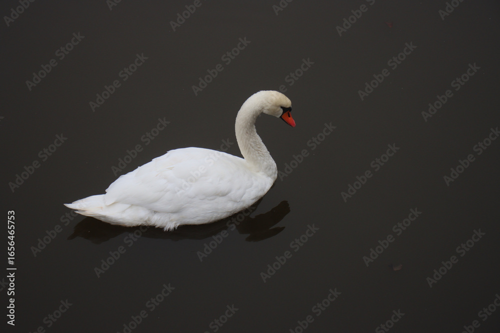 Fototapeta premium A white swan with an orange beak gracefully floats on calm dark water, with its reflection visible below.