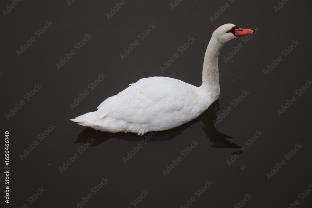 Obraz premium A white swan with an orange beak gracefully floats on calm dark water, with its reflection visible below.