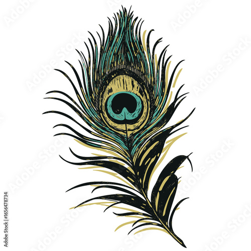 peacock feather vector