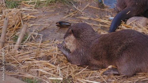 otters in zoo enclosure, one sitting on straw eats from food held in its paws