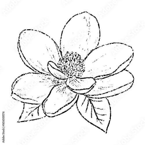 Sketch crayon aroma cosmetic flower of magnolia. Hand drawn scribble doodle fragrant wildflower spring plant. Pencil texture vector illustration for label of beauty product packaging.