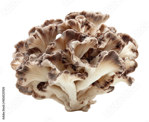 Harvesting exotic mushrooms forest food nature isolated on transparent background, png