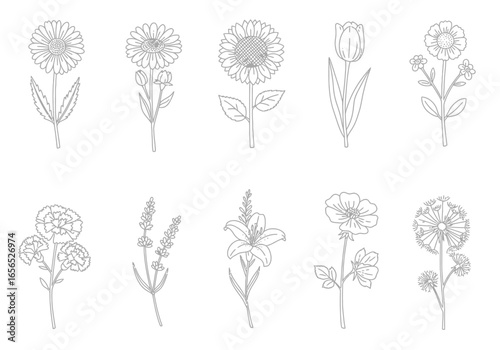 Gray drawings of daisy sunflower tulip lavender lily and dandelion flowers are on a white background
