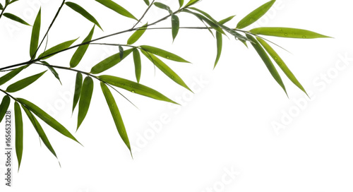 Lush green bamboo leaves with water droplets on a white background, transparent background, cutout PNG