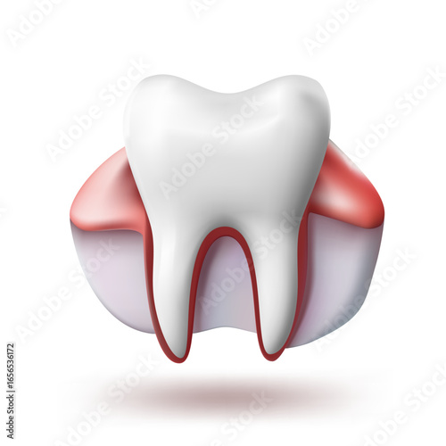 3D Plastic Tooth With Gum On White Background