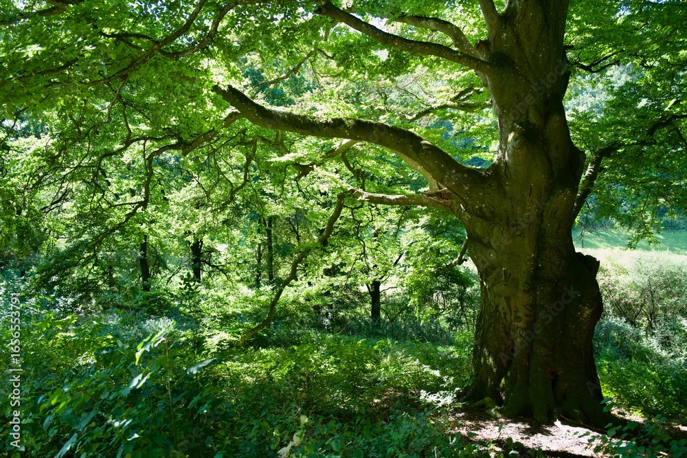Fototapeta premium big tree in the summer in all its green foliage