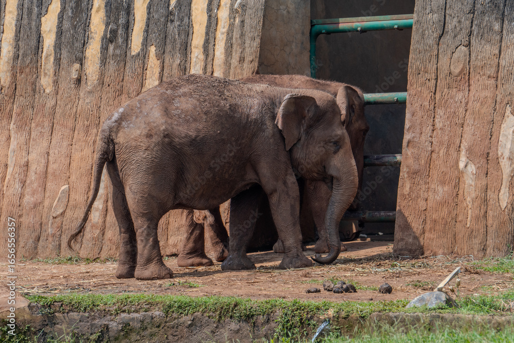 Naklejka premium Asian elephant stands quietly inside zoo enclosure, captured in daylight with natural details on skin and habitat.