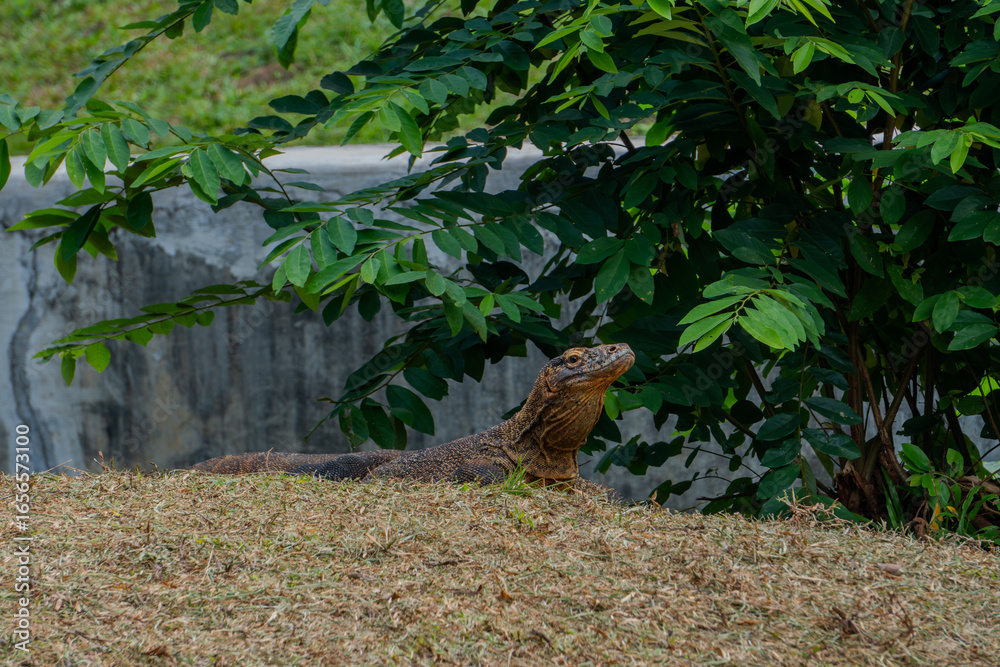 Fototapeta premium Komodo dragon rests on a mound of dry grass, its head raised, observing its surroundings from within its enclosure.