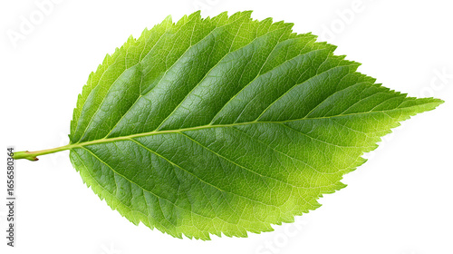 fresh green spring leaf texture isolated on white background, HD realistic