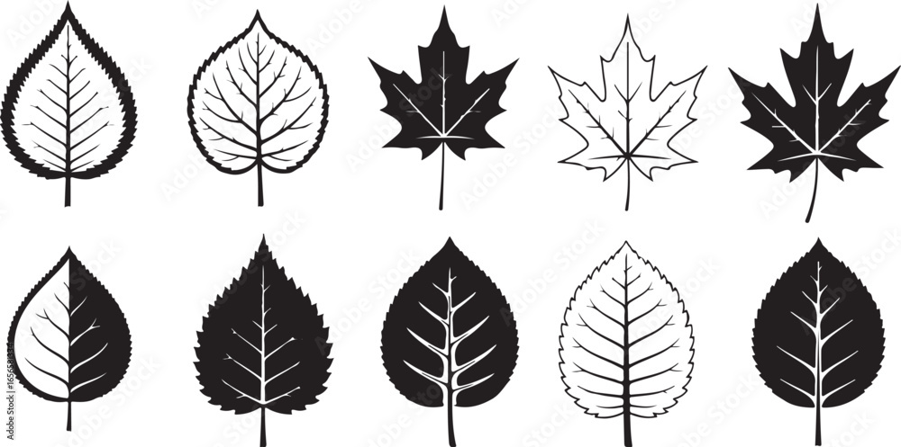 Fototapeta premium Variety of leaf shapes and patterns in black and white illustrations leaves nature