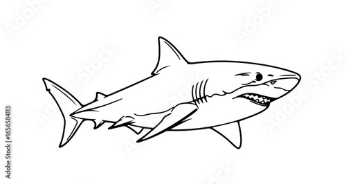 Great white shark drawing illustration vector image for coloring pages and educational resources design art