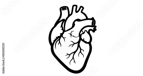 Anatomical heart drawing black and white vector illustration for medical education and health content