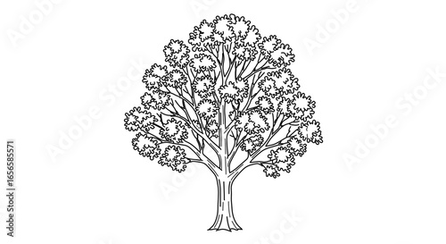 Illustration of a deciduous tree drawing for botanical study and educational resources about nature and trees