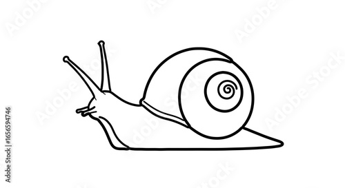 Snail vector drawing outline illustration mollusk gastropod animal nature wildlife garden slow moving slug like creature